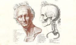 Художественная анатомия за пять столетий: наука, искусство, рынок — The Art Newspaper Russia